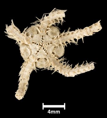 Media type: image;   Invertebrate Zoology OPH-1939 Aspect: ventral